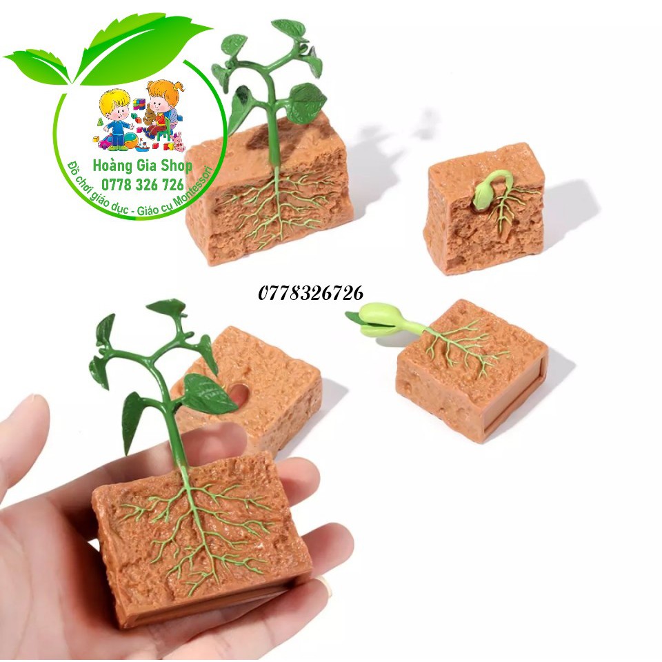 Mô hình vòng đời nảy mầm của hạt - Vòng đời cây đậu
