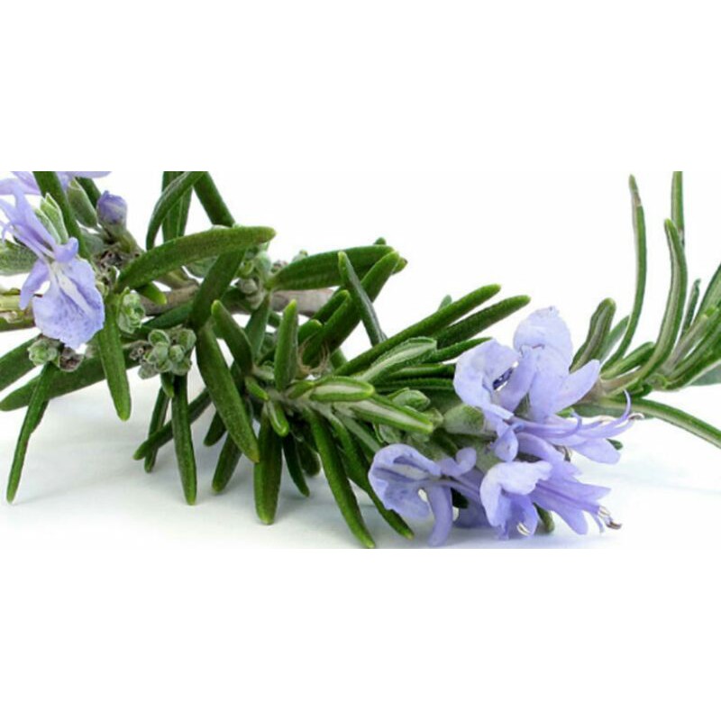 Chậu cây hương thảo ( cây đuổi muỗi)