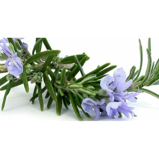 Chậu cây hương thảo ( cây đuổi muỗi)