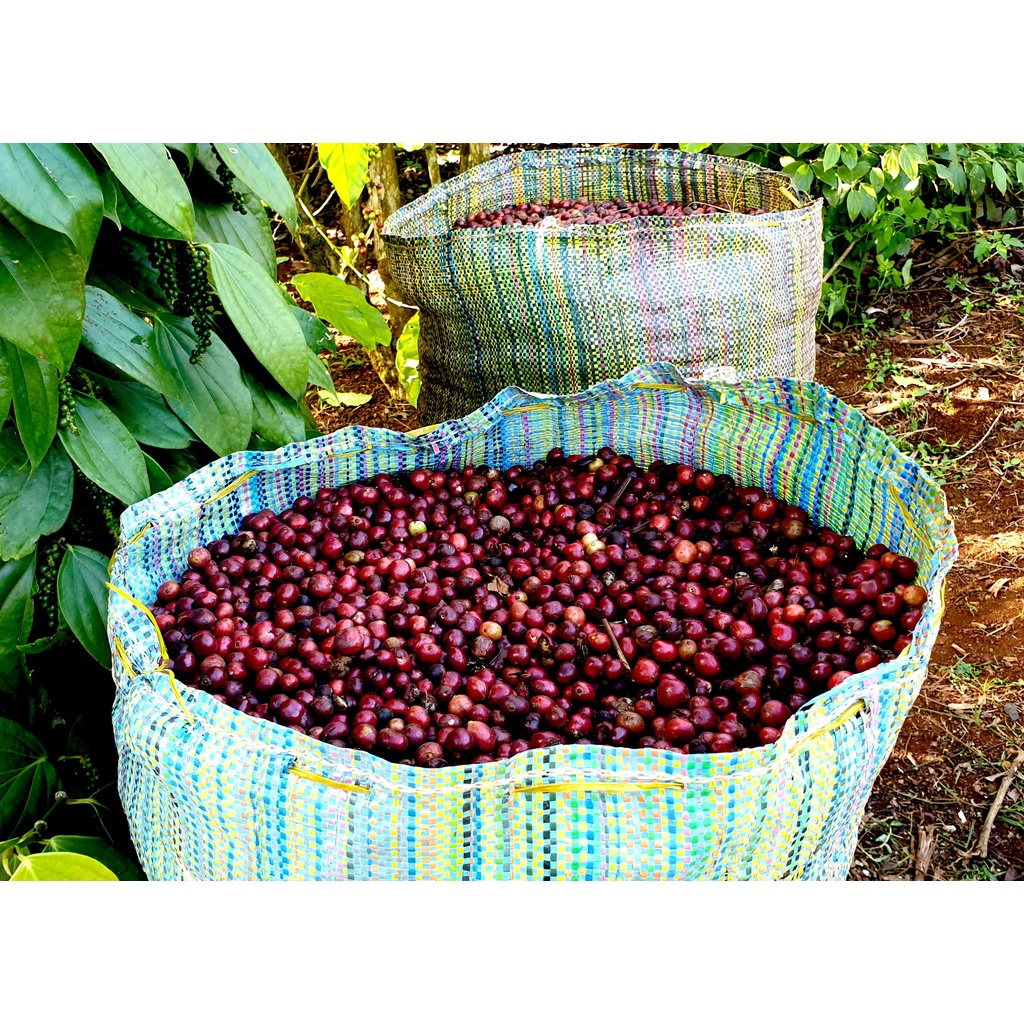 Cà phê Espresso pha máy của E-SKY Coffee nguyên chất 100% đậm đà thơm nồng hậu ngọt 250g | BigBuy360 - bigbuy360.vn