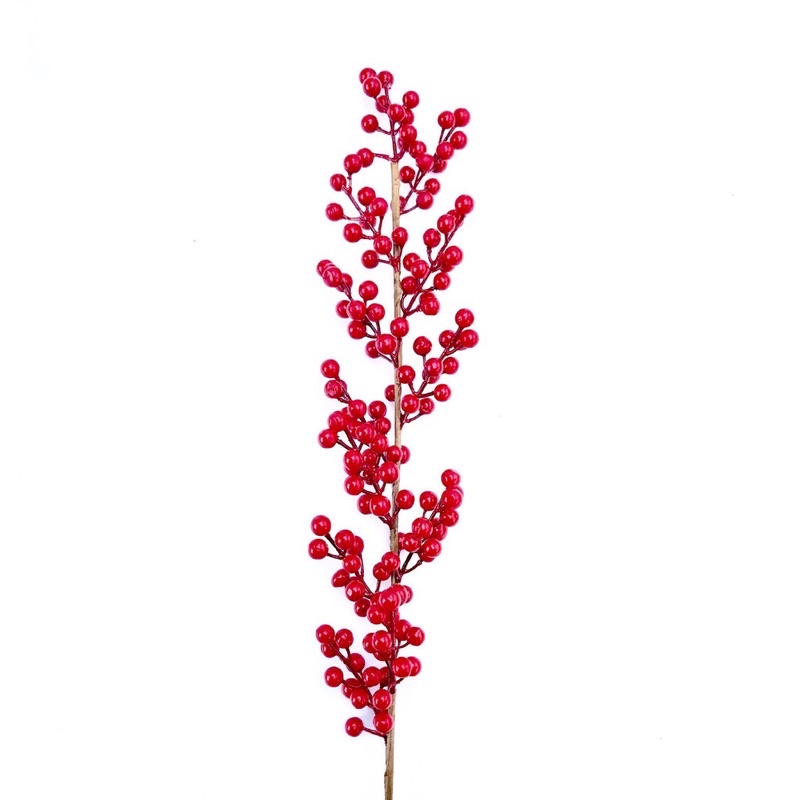 Cành đào đông quả to tròn (quả cherry) .