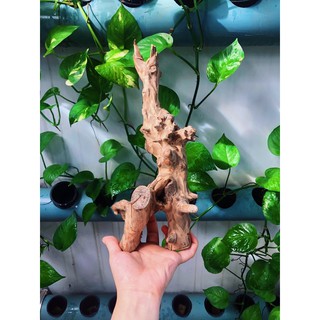 LŨA TRANG TRÍ SET UP HỒ NUÔI ỐC MƯỢN HỒN