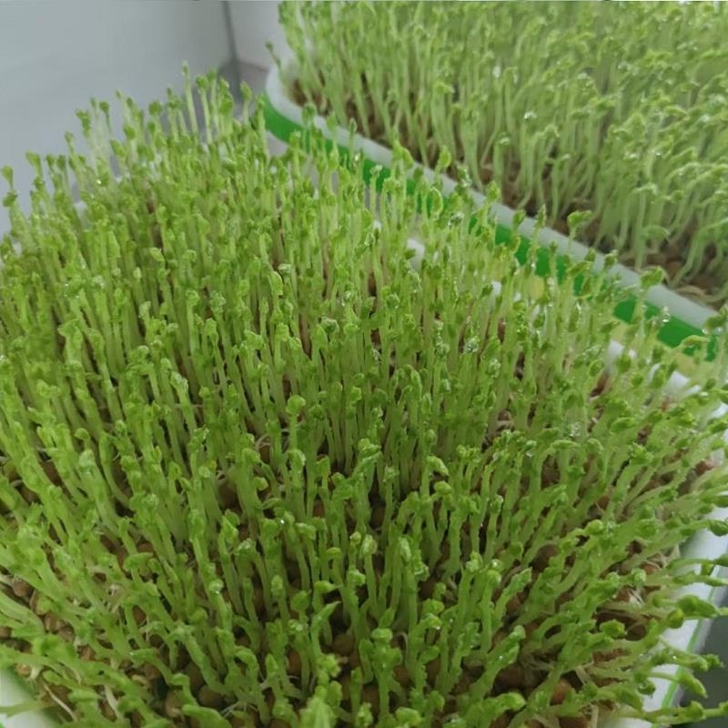 HẠT GIỐNG MẦM ĐẬU HÀ LAN KHÔNG CÓ CHẤT BẢO QUẢN-(Gói 1kg)