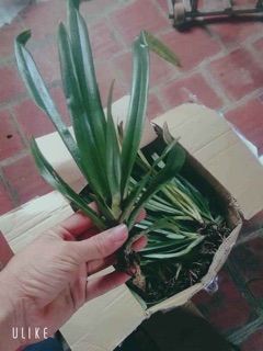 Lan bạch hạc Hải âu