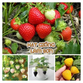 HẠT GIỐNG DÂU TÂY ĐỎ - Loại Quả Siêu Ngọt, Nhiều Quả.