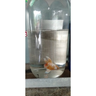 Betta Fancy Haftmoon