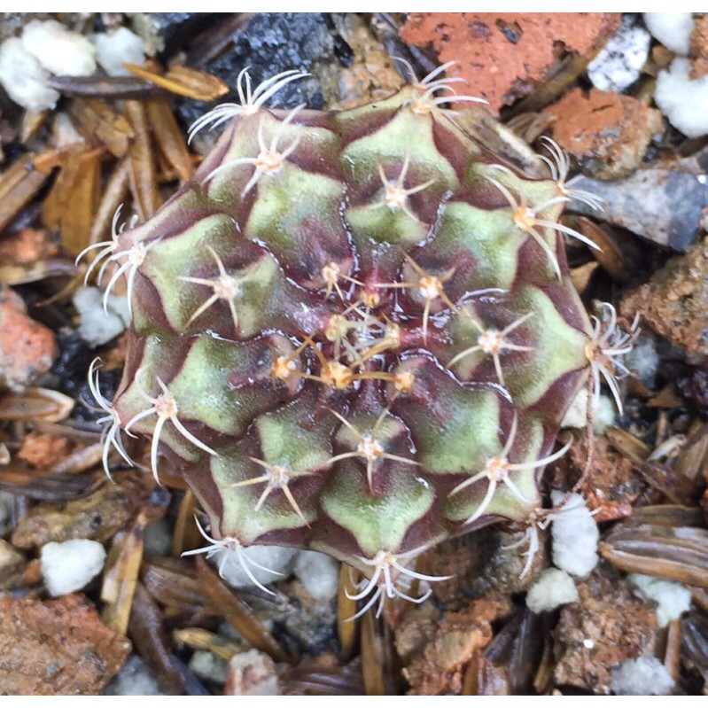 Xương rồng gym vân mini