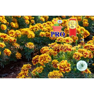 10h Hạt Giống Hoa Cúc Vạn Thọ Ban Mai F1Pro 20CM TG170 (TLB3| -KD: B36*X67*M197)