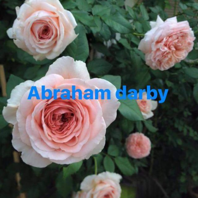 Chậu hoa hồng leo hồng vàng mơ Abraham darby
