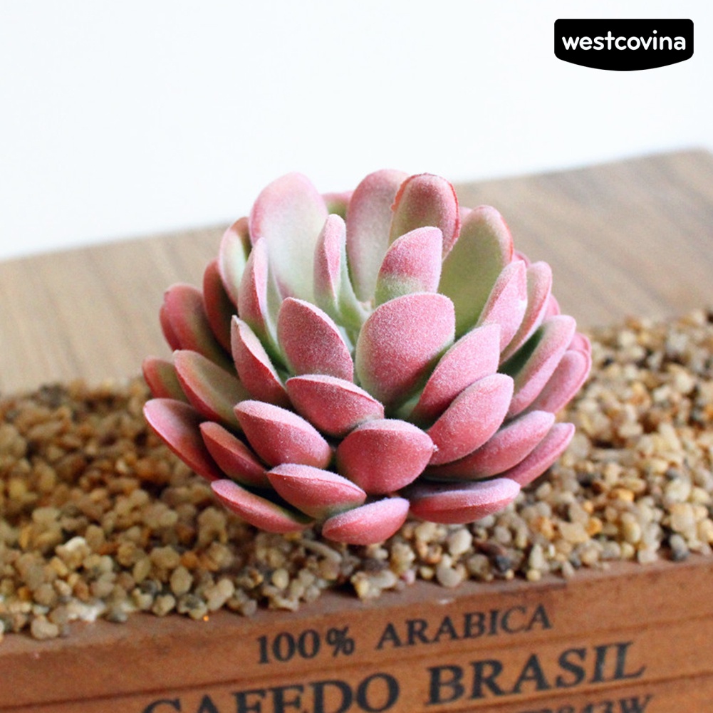 Cây sen đá giả trang trí nhà ở quán cà phê