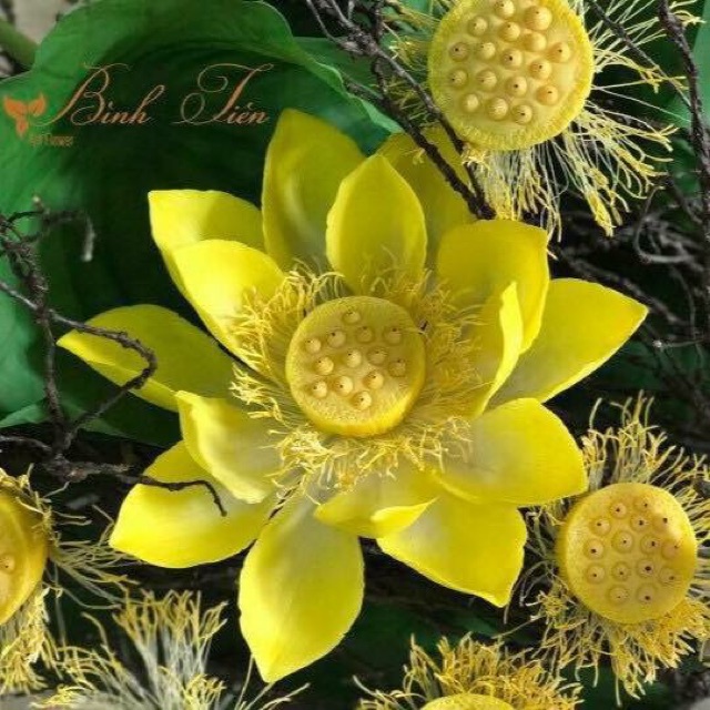 Gân hoa đất sét- gân cánh hoa sen lớn