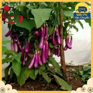 Hạt Giống Cà Tím Dài F1