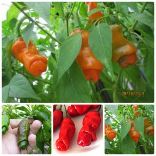 Hạt giống ớt cu tí