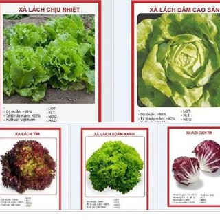 COMBO 5 gói hạt giống rau xà lách các loại