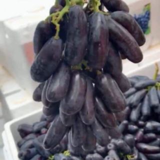 NHO MÓNG TAY MĨ NỮ