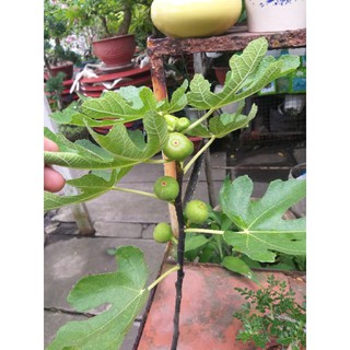 Cây Sung Mỹ đang có trái