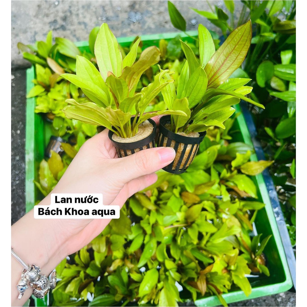 Cây thủy sinh - Lan nước