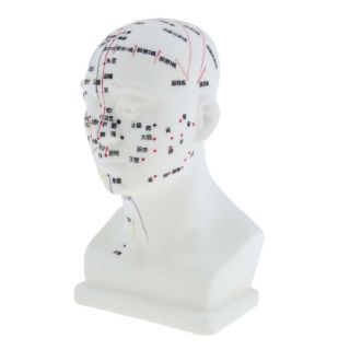 Mô hình các huyệt vị châm cứu vùng đầu chính hãng