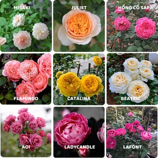 Cây giống gốc Hồng ngoại chuẩn màu chuẩn giống bảo hành đến khi ra hoa