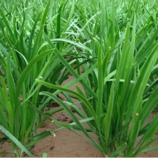 cây hẹ hương 5 cây