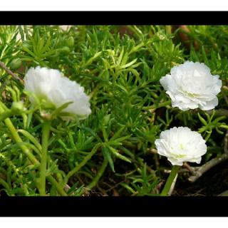 Hạt Giống Hoa Mười Giờ 