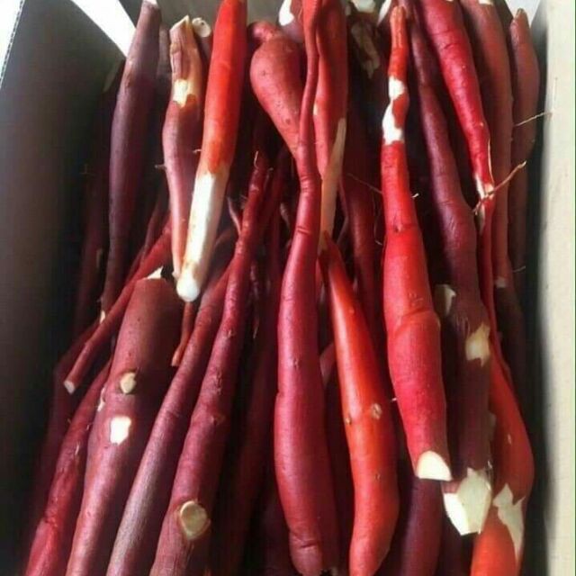 Sâm Cau Đỏ tươi chuẩn Tây Bắc 1 Kg