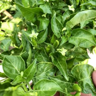Cây giống ớt muội, ớt xiêm rừng.