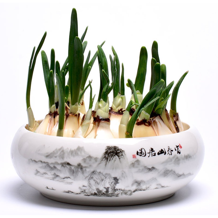 Bát sứ hoa văn vẽ tay cỡ trung - trồng thủy tiên, trang trí bàn làm việc