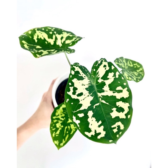 Chậu cây môn cảnh hilo beauty/cây môn lính