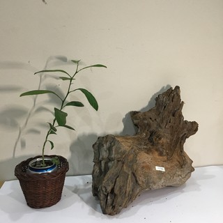 Nu lũa cảnh, gỗ lũa bon sai, tiểu cảnh, bán cạn
