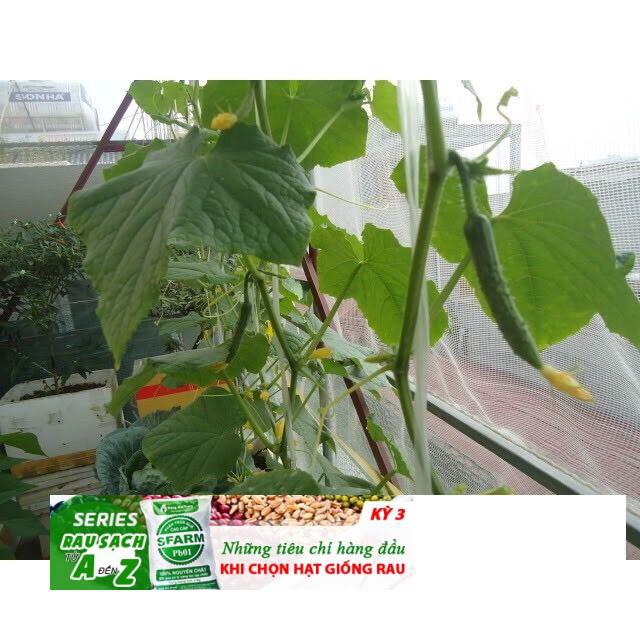 Hạt Giống Dưa Leo NHẬT BẢN - 10 hạt