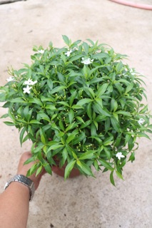 Cây Mai Vạn Phúc