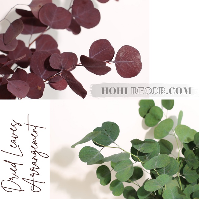 Cành Bạch Đàn Lá Tròn Tai Voi Khô Tự Nhiên Trang Trí Chụp Ảnh Sản Phẩm Đẹp - Shop Hohi Decor