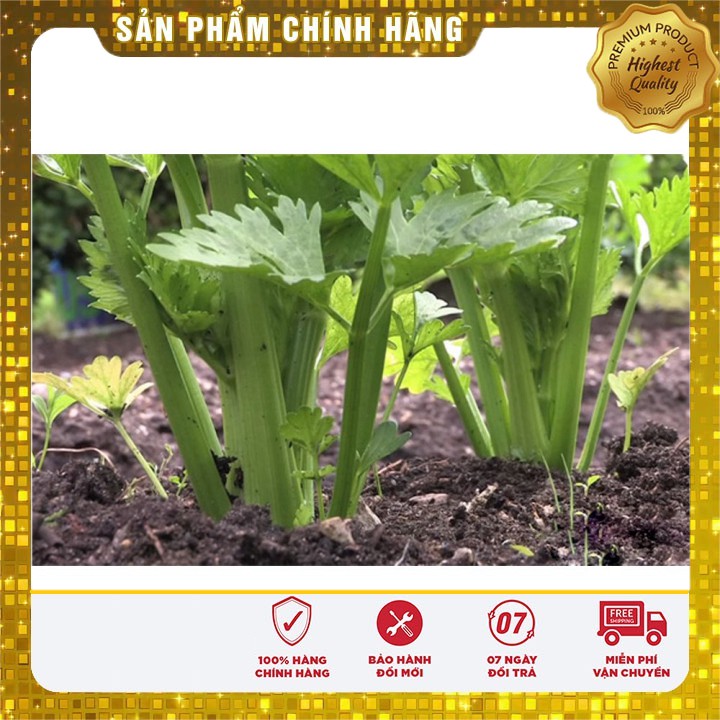 Hạt giống cần tây Mỹ LUCKY SEED