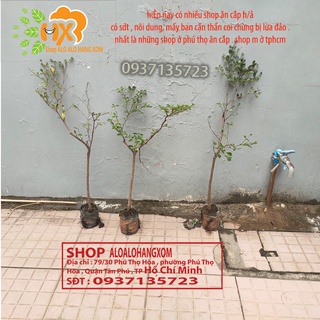 bàng đài loan lá nhỏ (combo 3 cây ) cao từ 25-40 cm