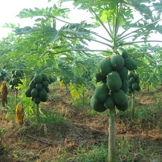 Hạt giống đu đủ lùn