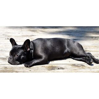 Sữa tắm Fay SM Enchanteur