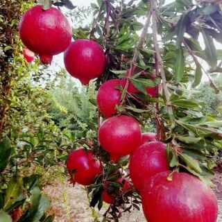 Cây giống lựu đỏ Ấn độ ra quả sau 8 tháng