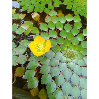 cây ấu thái thủy sinh- 1pcs