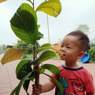 CÂY GIỐNG TRÀ HOA VÀNG TAM ĐẢO