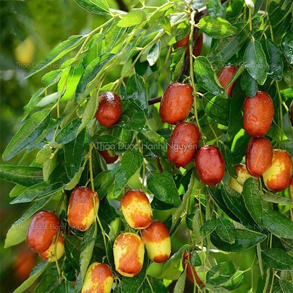 1kg Táo Tàu Loại 1