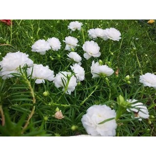 hạt giống hoa mười giờ