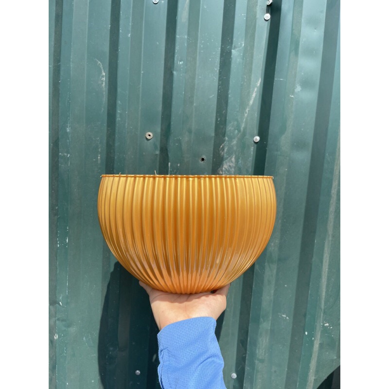 Chậu Gân sọc để bàn màu Vàng Đồng derco siêu siêu đẹp ạ - Ảnh thật, hàng sẵn kho
