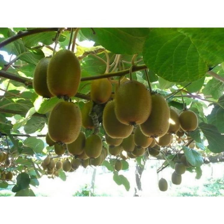 Gói 30 hạt giống KIWI ruột xanh UY TÍN, GIÁ RẺ, CHẤT LƯỢNG BÀ CON AN TÂM ƯƠM MẦM