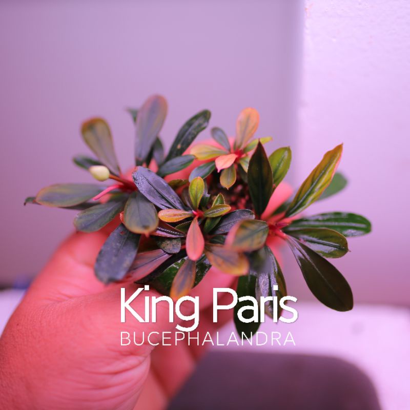 Bucep King Paris | Cây thủy sinh nhập khẩu tuyệt đẹp | hàng ngọn | lá cạn