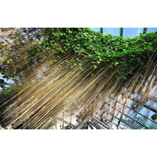 Liêm Hồ Đằng ( Râu tiên ) tặng kèm phân bón