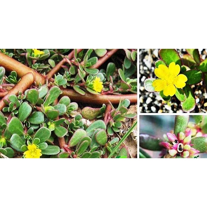 HẠT GIỐNG SÂM ĐẤT  - Rau củ quả trồng tại vườn, sân thượng, nông trang, ban công