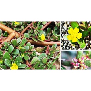 HẠT GIỐNG SÂM ĐẤT ( RAU SAM) - Rau củ quả trồng tại vườn, sân thượng, nông trang, ban công