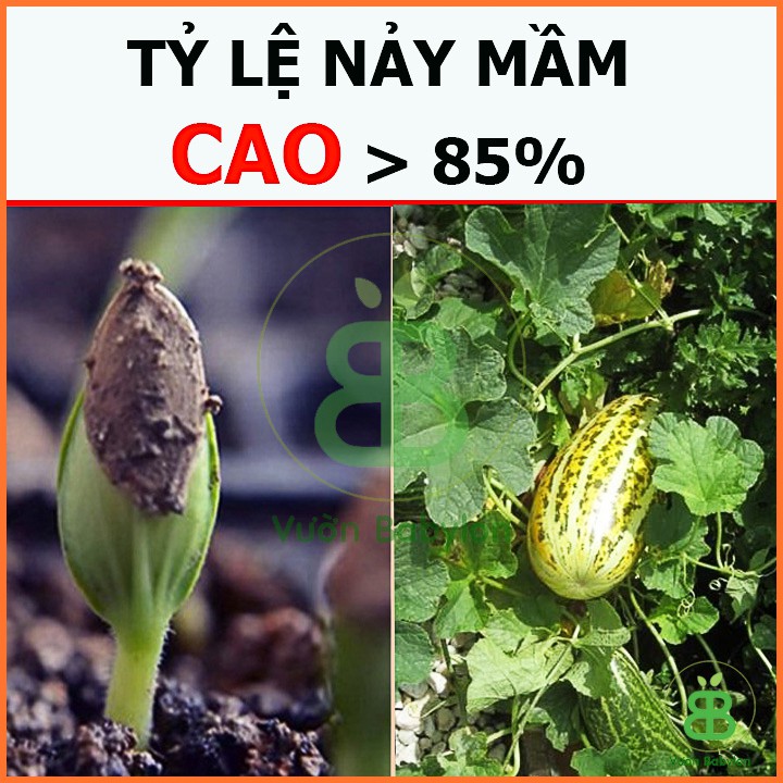 Hạt giống Dưa Gang Cao Sản, Dễ Trồng