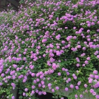 Ngũ sắc rủ tím cây giống
